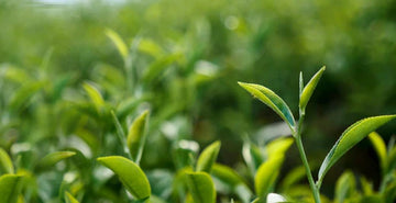 The Physiological Health Benefits of Tea