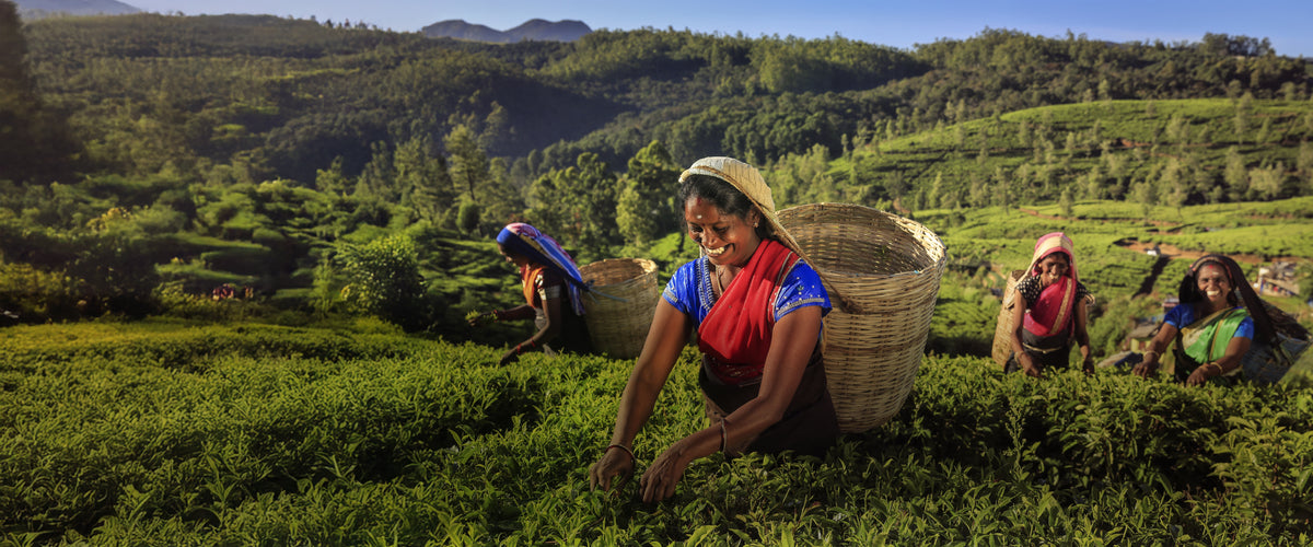 Dakshin Tea plantation with lush green tea gardens