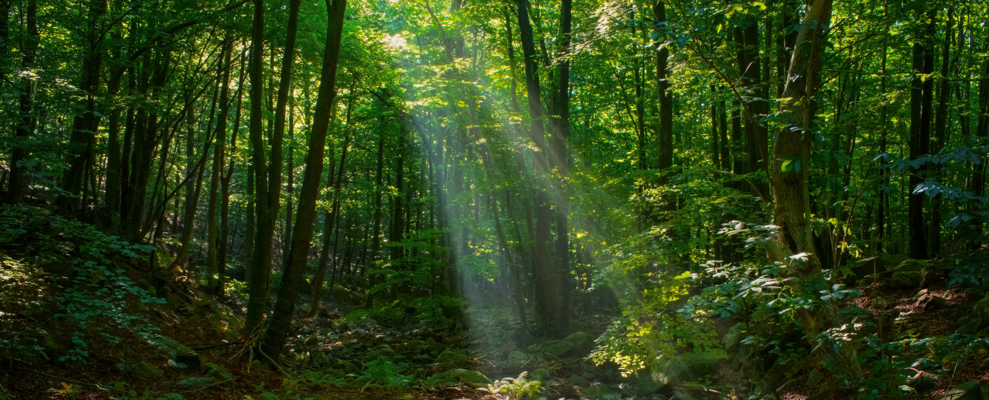 Rainforest background