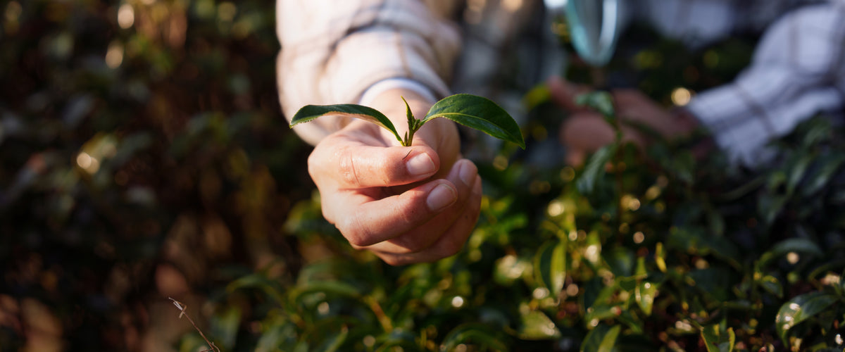 Tea leaves used for Dakshin Tea